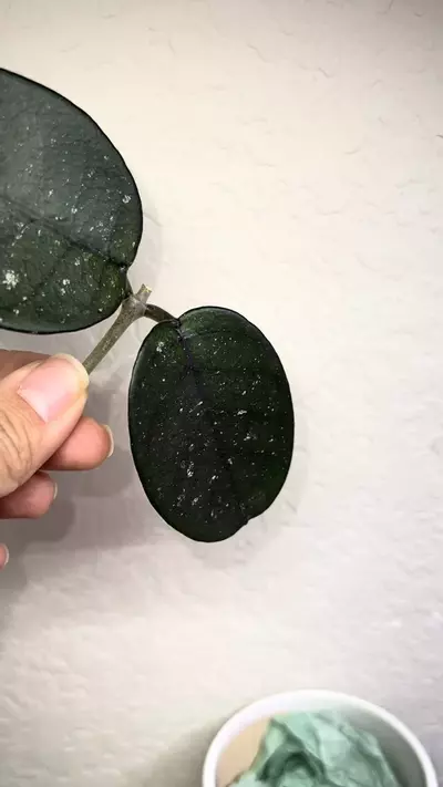 plant/Bonii *round splash-2-thumbnail