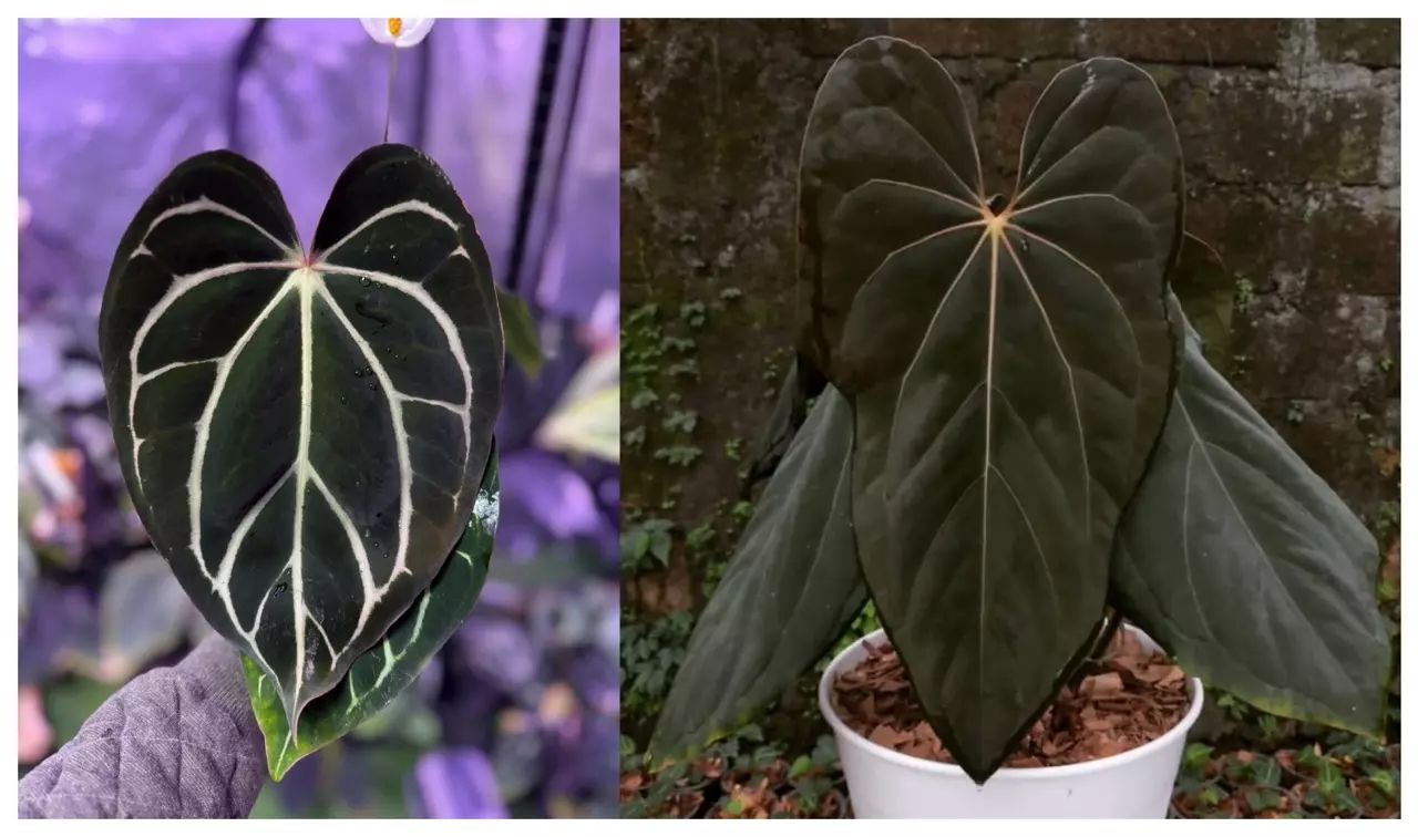 plant/Seed grown anthurium carlablackiae x blue papillilaminum starter plant growers c-0