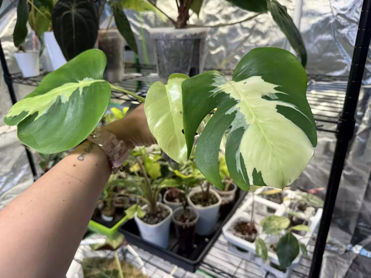 plant/Monstera Lava-0