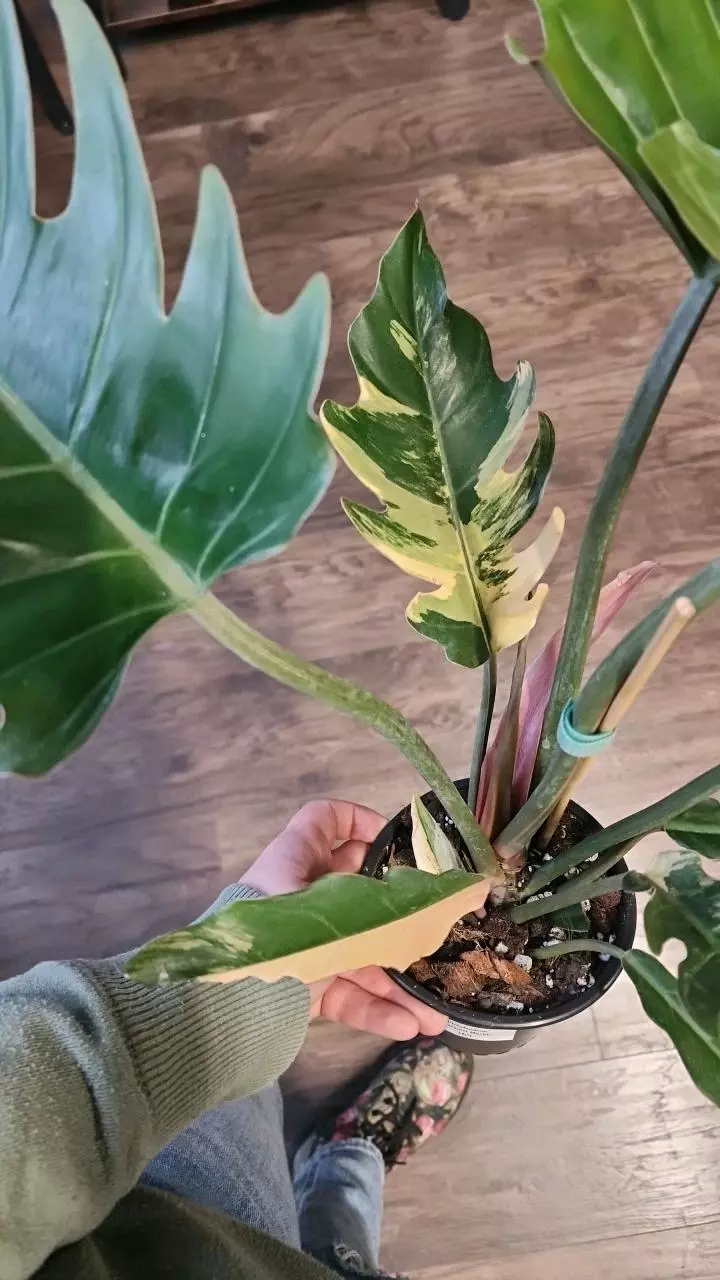 plant/Philodendron Caramel Marble Low Color-1