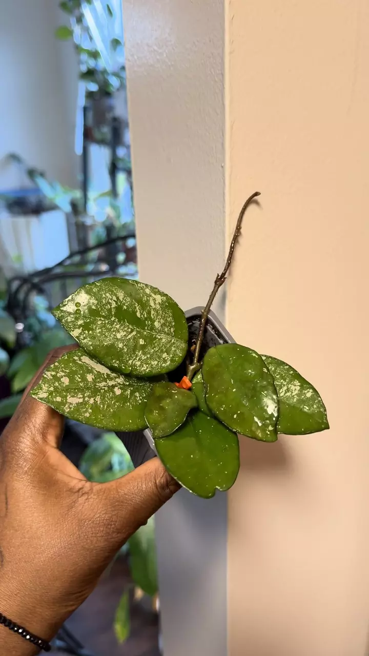 plant/Hoya Freckles Splash-1
