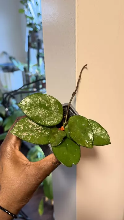 plant/Hoya Freckles Splash-1-thumbnail