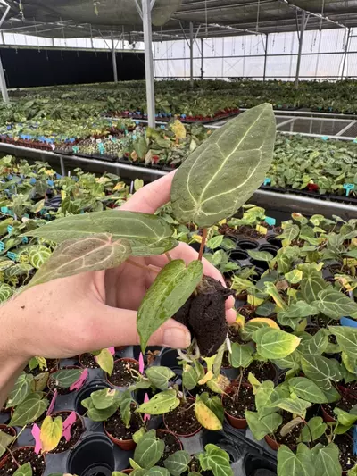 plant/Seed grown anthurium papillilaminum red sinus x king of spades starter plant gro-5-thumbnail