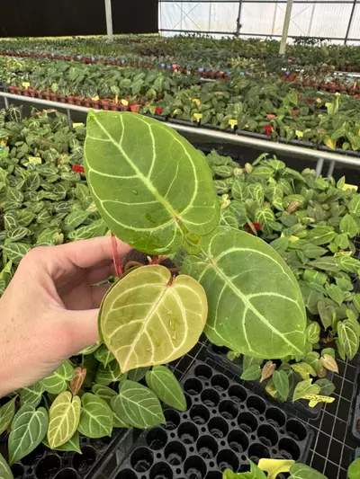 plant/Seed grown anthurium red gunsal x velvet domino starter plant growers choice-5-thumbnail