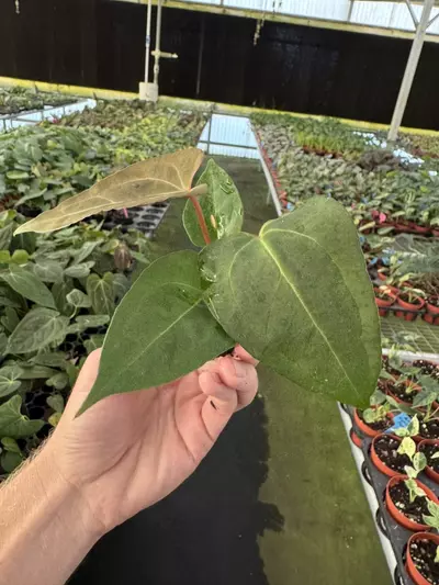 plant/Seed grown anthurium galaxy X blue papillilaminum starter plant growers choice-5-thumbnail