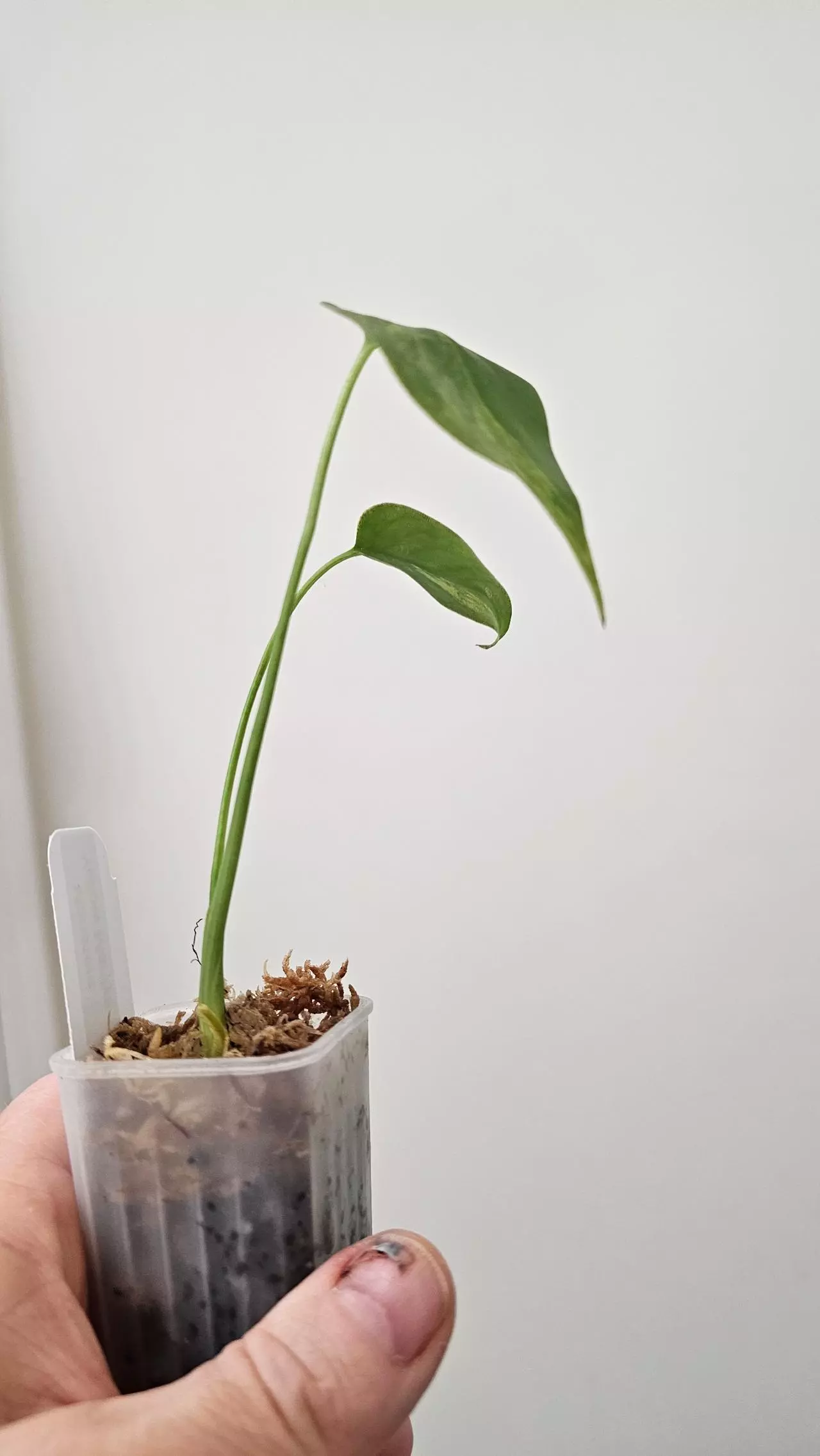 plant/Monstera Yellow Marilyn-1