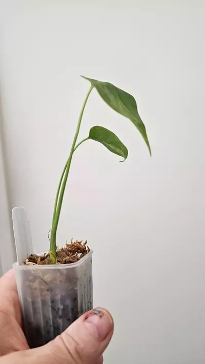 plant/Monstera Yellow Marilyn-1-thumbnail