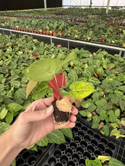 plant/Seed grown anthurium red gunsal x velvet domino starter plant growers choice-6-thumbnail