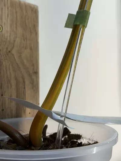 plant/Variegated Philodendron Billietiae 🤩-2-thumbnail