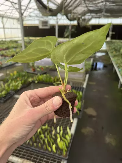 plant/Seed grown anthurium Warocqueanum x green mamba starter plant growers choice-6-thumbnail