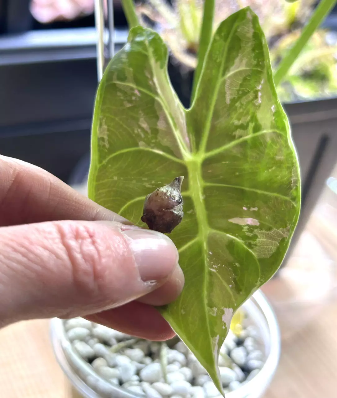 plant/Longiloba pink back CORM-0