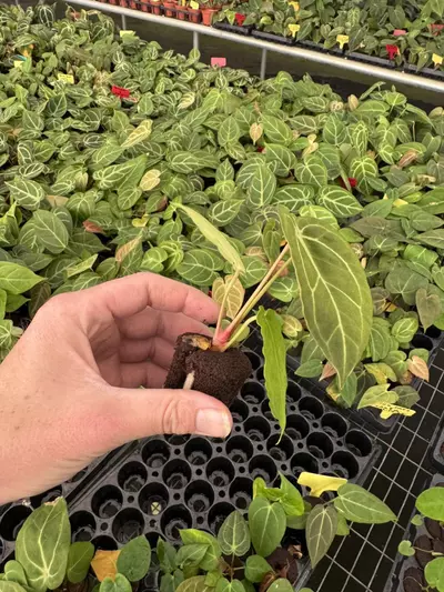 plant/Seed grown anthurium carlablackiae x blue papillilaminum starter plant growers c-6-thumbnail