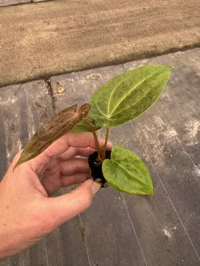 plant/Anthurium red vein dark phoenix x papillilaminum starter plant growers choice-5-thumbnail