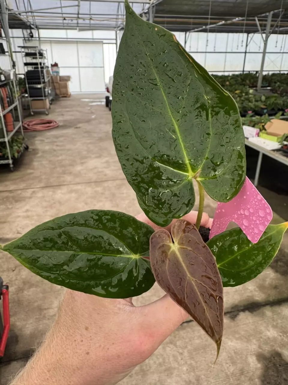 plant/Seed grown anthurium darkest panama x dark mama starter plant growers choice-1