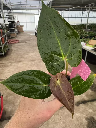 plant/Seed grown anthurium darkest panama x dark mama starter plant growers choice-1-thumbnail