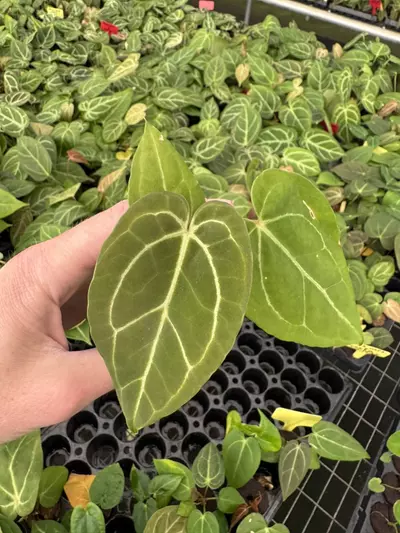 plant/Seed grown anthurium carlablackiae x blue papillilaminum starter plant growers c-1-thumbnail