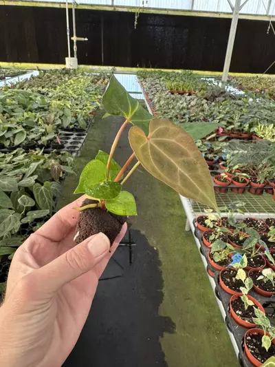 plant/Seed grown anthurium galaxy X blue papillilaminum starter plant growers choice-3-thumbnail