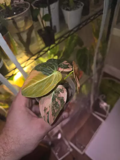 plant/Orange Melano-2-thumbnail