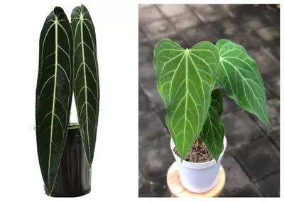 plant/Seed grown anthurium Warocqueanum x green mamba starter plant growers choice-0-thumbnail