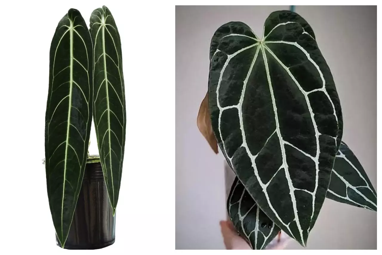 plant/Seed grown anthurium Warocqueanum x crystallinum dark form starter plant growers-0