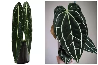 plant/Seed grown anthurium Warocqueanum x crystallinum dark form starter plant growers-0-thumbnail