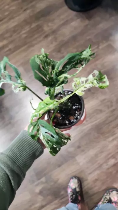 plant/Monstera Adansonii Mottled Mint-1-thumbnail