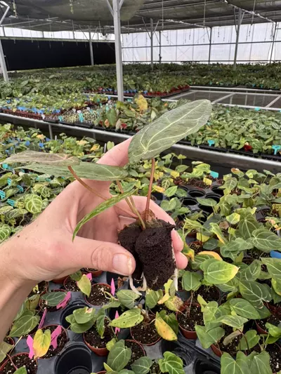 plant/Seed grown anthurium papillilaminum red sinus x king of spades starter plant gro-6-thumbnail