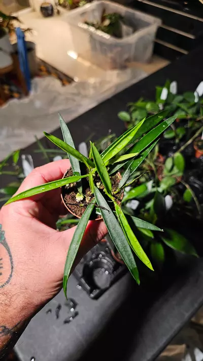 plant/Hoya Longicilia 2in-1-thumbnail