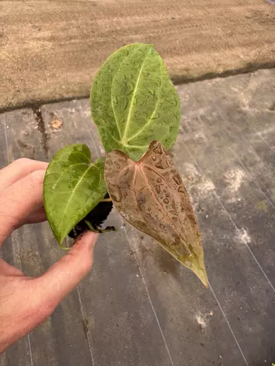 plant/Anthurium red vein dark phoenix x papillilaminum starter plant growers choice-3-thumbnail