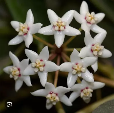 plant/Hoya Australis Rupicola 2in-0-thumbnail