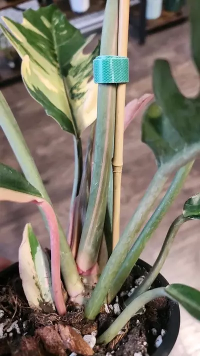 plant/Philodendron Caramel Marble Low Color-2-thumbnail