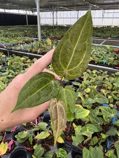 plant/Seed grown anthurium papillilaminum red sinus x king of spades starter plant gro-2-thumbnail