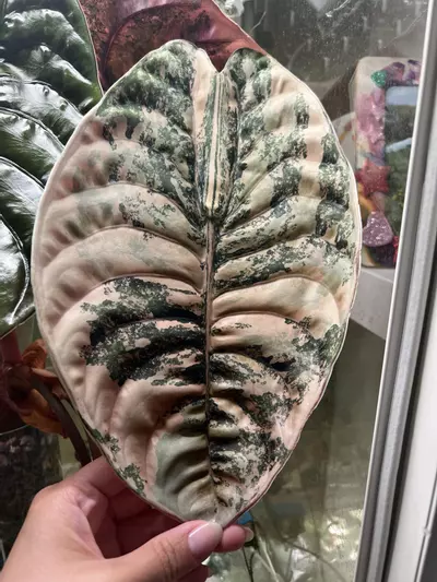 Alocasia Cuprea Carmel Latte Mother plant w/corm- FREE SHIP