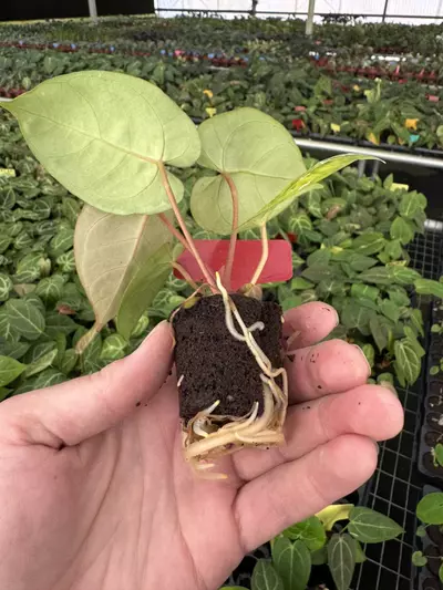 plant/Seed grown anthurium red gunsal x velvet domino starter plant growers choice-7-thumbnail