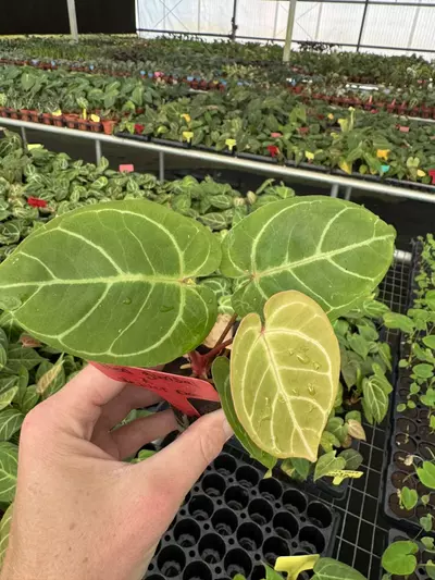 plant/Seed grown anthurium red gunsal x velvet domino starter plant growers choice-2-thumbnail