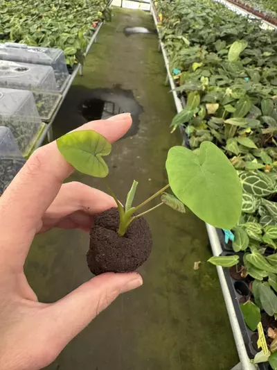 plant/Colocasia mojito revolution starter plant growers choice-2-thumbnail
