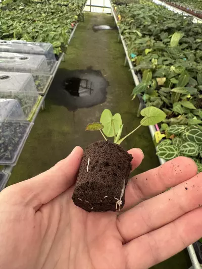 plant/Colocasia mojito revolution starter plant growers choice-7-thumbnail