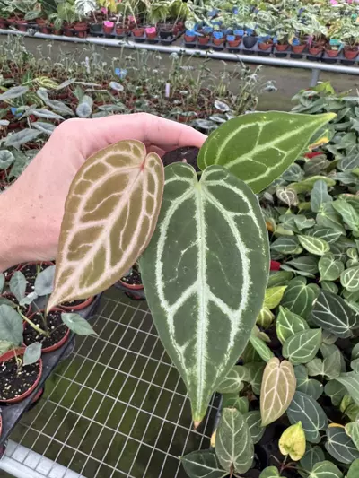 plant/Seed grown anthurium Warocqueanum x crystallinum dark form starter plant growers-3-thumbnail