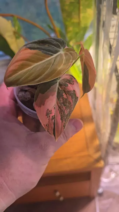 plant/Orange Melano-3-thumbnail