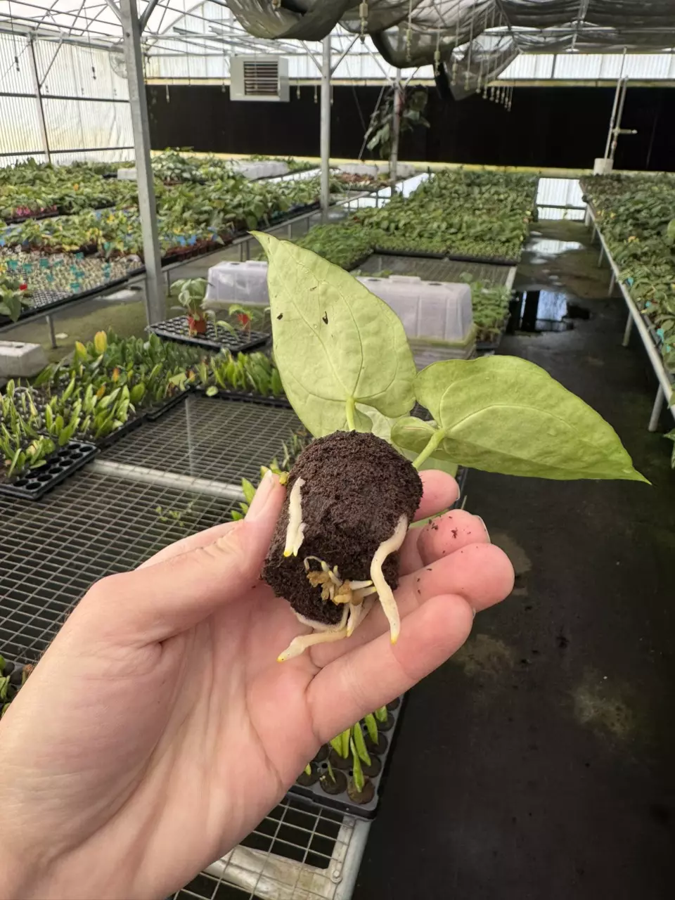 plant/Seed grown anthurium Warocqueanum x green mamba starter plant growers choice-7