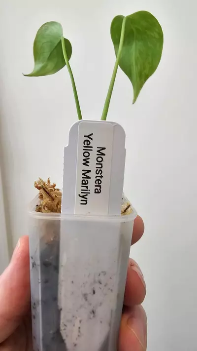 plant/Monstera Yellow Marilyn-5-thumbnail