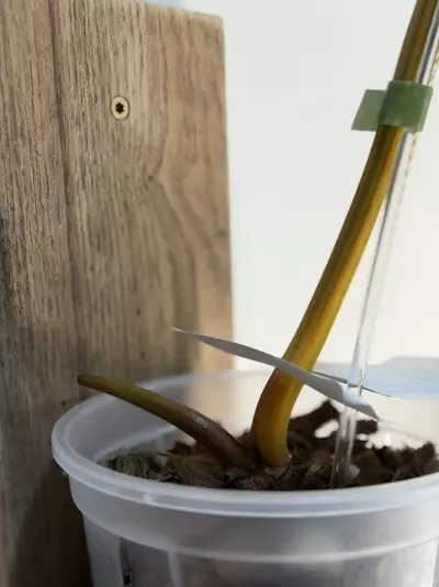 plant/Variegated Philodendron Billietiae 🤩-3-thumbnail