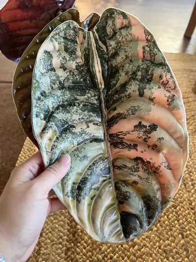 Alocasia Cuprea Carmel Latte Mother plant w/corm- FREE SHIP