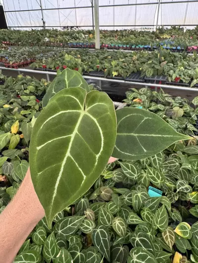 plant/Seed grown anthurium Carlablackiae x Magnificum verde starter plant growers choi-4-thumbnail