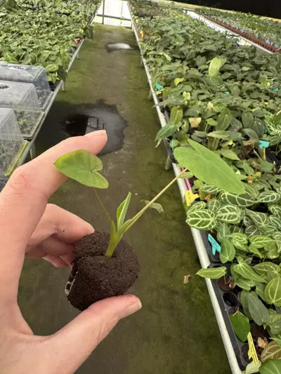 plant/Colocasia mojito revolution starter plant growers choice-5-thumbnail