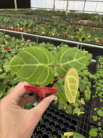 plant/Seed grown anthurium red gunsal x velvet domino starter plant growers choice-3-thumbnail