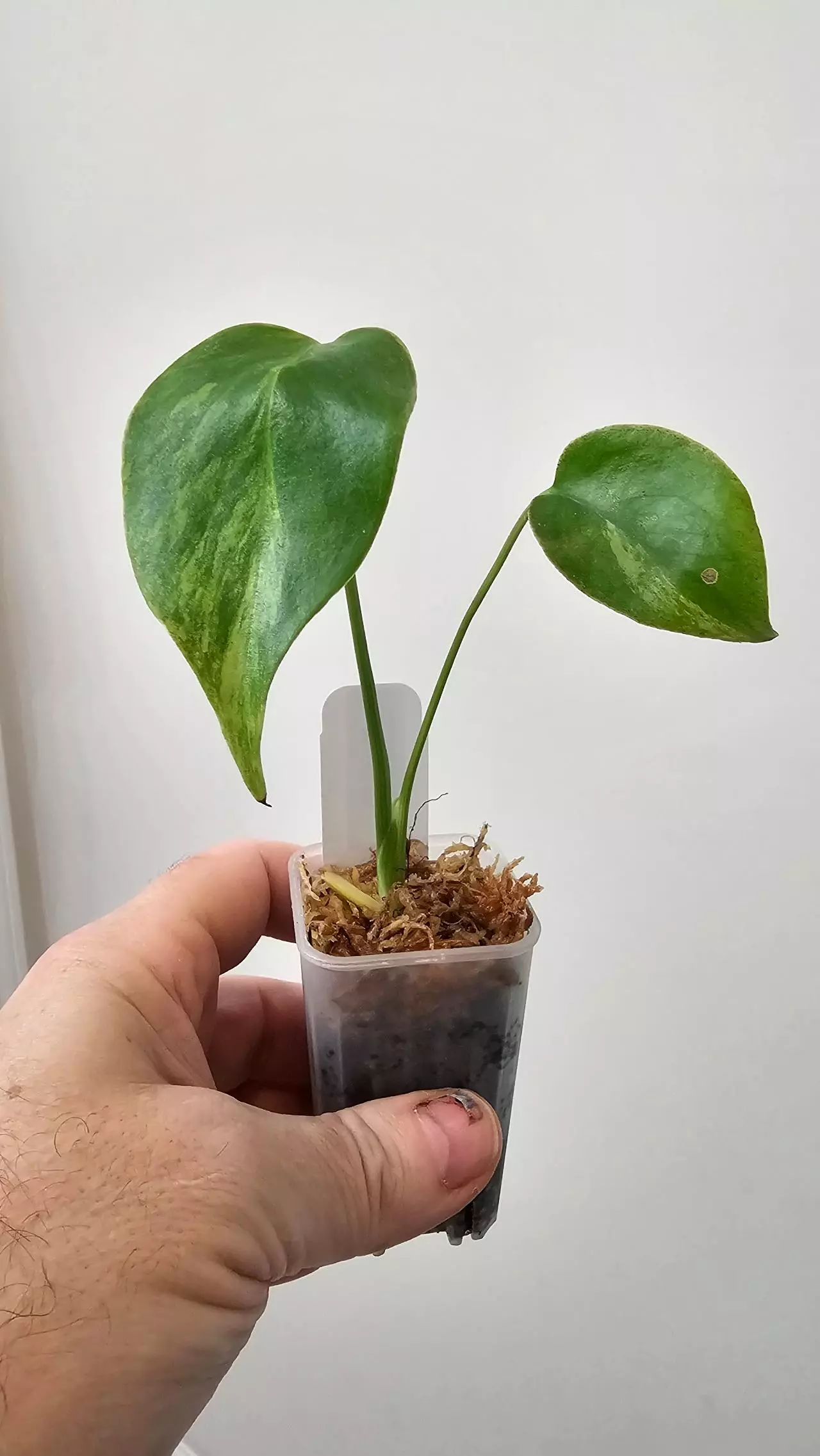 plant/Monstera Yellow Marilyn-0