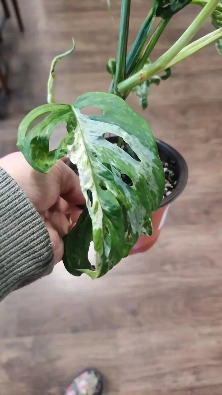 plant/Monstera Adansonii Mottled Mint-3