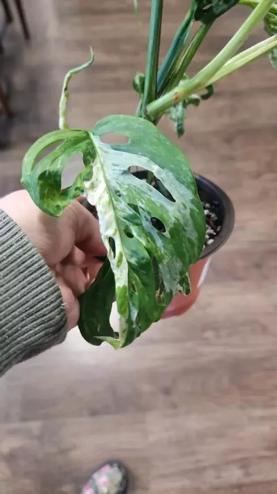 plant/Monstera Adansonii Mottled Mint-3-thumbnail
