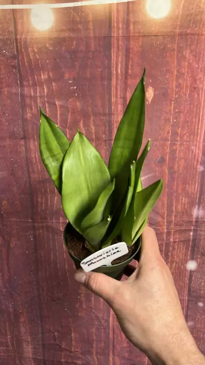 plant/Sansevieria Moonshine-0-thumbnail